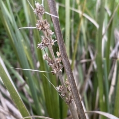 Lomandra longifolia at Jerrabomberra, NSW - 22 Sep 2022