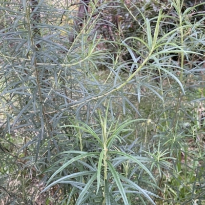 Cassinia longifolia (Shiny Cassinia, Cauliflower Bush) at Jerrabomberra, NSW - 22 Sep 2022 by Steve_Bok