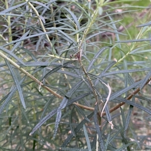 Cassinia longifolia at Jerrabomberra, NSW - 22 Sep 2022