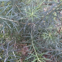 Cassinia longifolia at Jerrabomberra, NSW - 22 Sep 2022