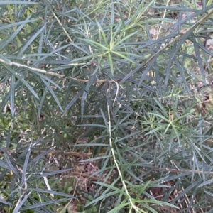 Cassinia longifolia at Jerrabomberra, NSW - 22 Sep 2022 04:31 PM