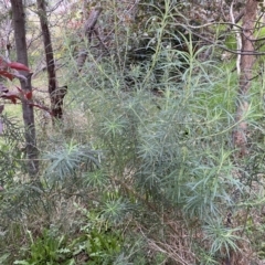 Cassinia longifolia at Jerrabomberra, NSW - 22 Sep 2022