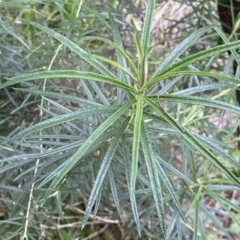 Cassinia longifolia at Jerrabomberra, NSW - 22 Sep 2022 04:31 PM