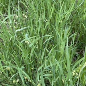 Briza maxima at Jerrabomberra, NSW - 22 Sep 2022