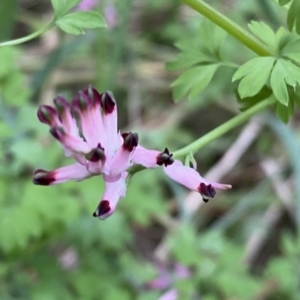 Fumaria muralis subsp. muralis at Jerrabomberra, NSW - 22 Sep 2022