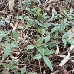 Nandina domestica (Sacred Bamboo) at Jerrabomberra, NSW - 22 Sep 2022 by Steve_Bok