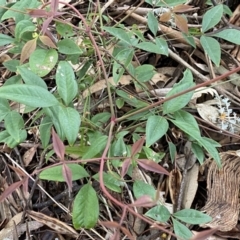 Nandina domestica at Jerrabomberra, NSW - 22 Sep 2022