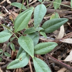 Nandina domestica at Jerrabomberra, NSW - 22 Sep 2022