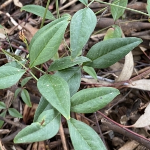 Nandina domestica at Jerrabomberra, NSW - 22 Sep 2022