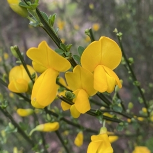 Cytisus scoparius subsp. scoparius at QPRC LGA - 22 Sep 2022