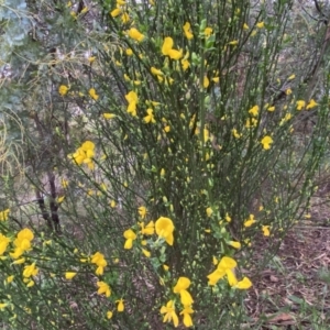 Cytisus scoparius subsp. scoparius at QPRC LGA - 22 Sep 2022