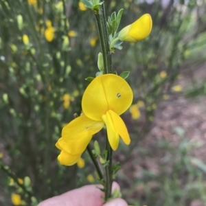 Cytisus scoparius subsp. scoparius at QPRC LGA - 22 Sep 2022