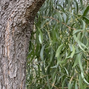 Acacia implexa at Jerrabomberra, NSW - 22 Sep 2022