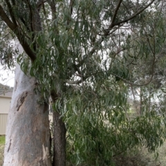 Acacia implexa at Jerrabomberra, NSW - 22 Sep 2022