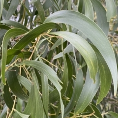 Acacia implexa at Jerrabomberra, NSW - 22 Sep 2022