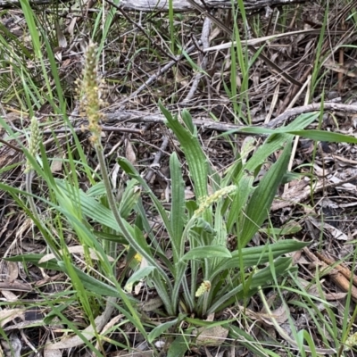 Plantago varia (Native Plaintain) at Jerrabomberra, NSW - 22 Sep 2022 by Steve_Bok