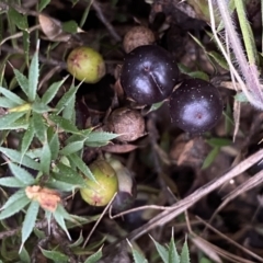 Astroloma humifusum (Cranberry Heath) at Jerrabomberra, NSW - 22 Sep 2022 by Steve_Bok