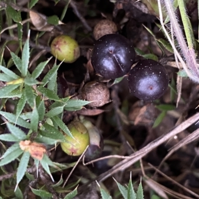 Astroloma humifusum (Cranberry Heath) at Jerrabomberra, NSW - 22 Sep 2022 by Steve_Bok