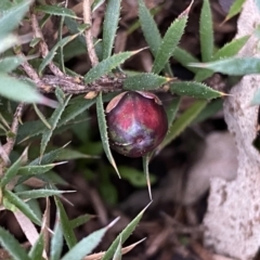 Styphelia humifusum at Jerrabomberra, NSW - 22 Sep 2022 04:13 PM