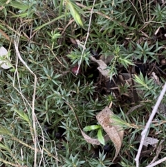 Styphelia humifusum at Jerrabomberra, NSW - 22 Sep 2022