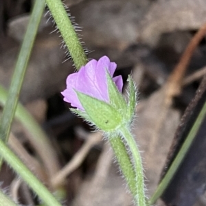 Geranium solanderi var. solanderi at Jerrabomberra, NSW - 22 Sep 2022