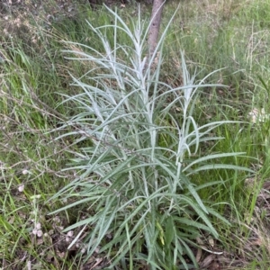 Senecio quadridentatus at Jerrabomberra, NSW - 22 Sep 2022