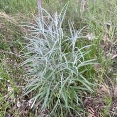 Senecio quadridentatus at Jerrabomberra, NSW - 22 Sep 2022