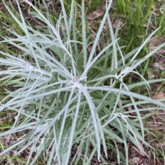 Senecio quadridentatus at Jerrabomberra, NSW - 22 Sep 2022 04:05 PM