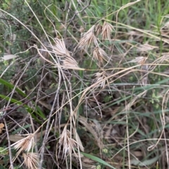 Themeda triandra at Jerrabomberra, NSW - 22 Sep 2022