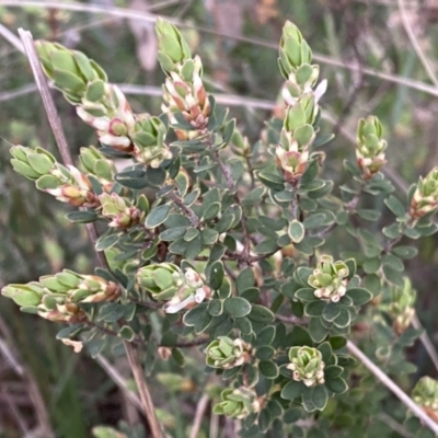 Brachyloma daphnoides (Daphne Heath) at Jerrabomberra, NSW - 22 Sep 2022 by Steve_Bok
