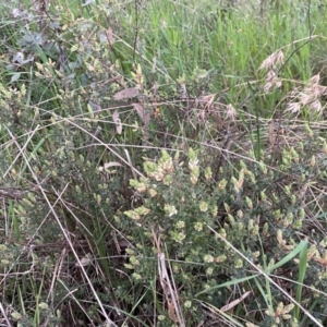 Brachyloma daphnoides at Jerrabomberra, NSW - 22 Sep 2022