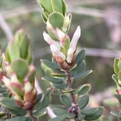 Brachyloma daphnoides at Jerrabomberra, NSW - 22 Sep 2022