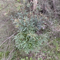 Hakea salicifolia (Willow-leaved Hakea) at Jerrabomberra, NSW - 22 Sep 2022 by SteveBorkowskis