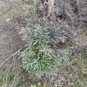 Hakea salicifolia at Jerrabomberra, NSW - 22 Sep 2022 04:02 PM