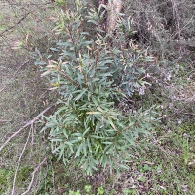 Hakea salicifolia (Willow-leaved Hakea) at Jerrabomberra, NSW - 22 Sep 2022 by Steve_Bok