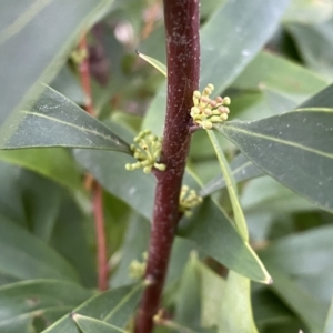 Hakea salicifolia at Jerrabomberra, NSW - 22 Sep 2022 04:02 PM