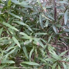 Hakea salicifolia at Jerrabomberra, NSW - 22 Sep 2022 04:02 PM