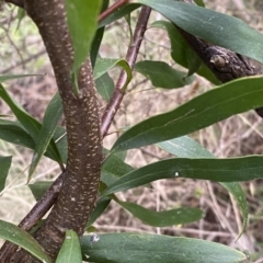 Hakea salicifolia at Jerrabomberra, NSW - 22 Sep 2022 04:02 PM