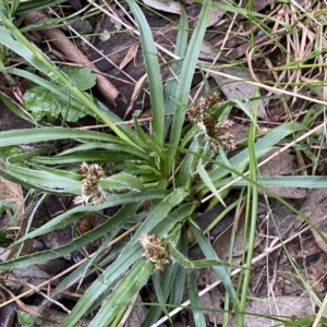 Luzula densiflora at Jerrabomberra, NSW - 22 Sep 2022