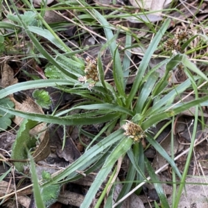 Luzula densiflora at Jerrabomberra, NSW - 22 Sep 2022