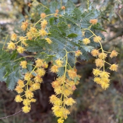 Acacia baileyana (Cootamundra Wattle, Golden Mimosa) at Jerrabomberra, NSW - 22 Sep 2022 by SteveBorkowskis