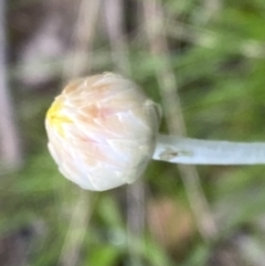 Leucochrysum albicans subsp. tricolor at Jerrabomberra, NSW - 22 Sep 2022 12:51 PM