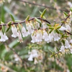 Leucopogon fletcheri subsp. brevisepalus (Twin Flower Beard-Heath) at Jerrabomberra, NSW - 22 Sep 2022 by Steve_Bok