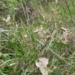 Leucopogon fletcheri subsp. brevisepalus at Jerrabomberra, NSW - 22 Sep 2022