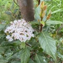 Viburnum tinus (Laurustinus) at Jerrabomberra, NSW - 22 Sep 2022 by Steve_Bok