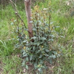 Viburnum tinus at Jerrabomberra, NSW - 22 Sep 2022