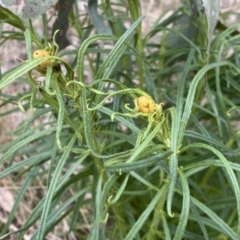 Xerochrysum viscosum (Sticky Everlasting) at Jerrabomberra, NSW - 22 Sep 2022 by Steve_Bok