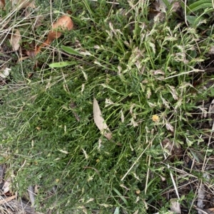 Gonocarpus tetragynus at Jerrabomberra, NSW - 22 Sep 2022