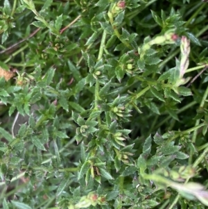 Gonocarpus tetragynus at Jerrabomberra, NSW - 22 Sep 2022