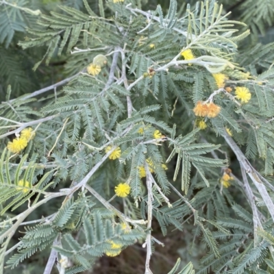 Acacia dealbata subsp. dealbata (Silver Wattle) at Jerrabomberra, NSW - 22 Sep 2022 by Steve_Bok